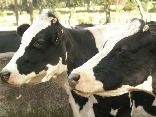 Come rendere più competitivi gli allevamenti da latte. Se ne parlerà a Reggio Emilia